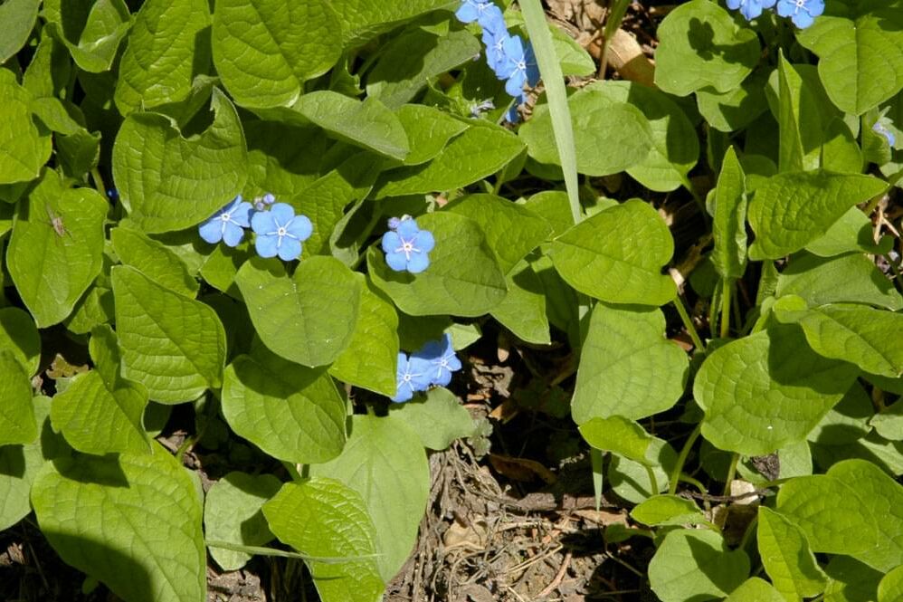 Blaue Blumen 2