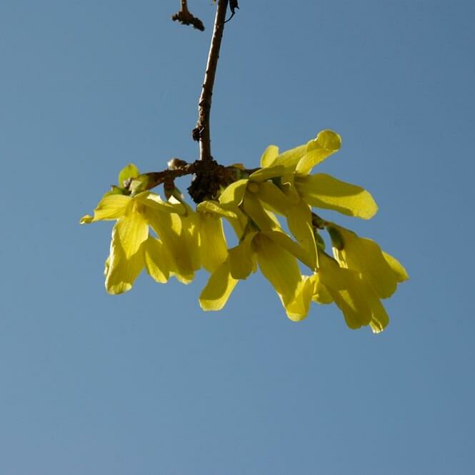 Testbild 1 Bild einer gelben Blume