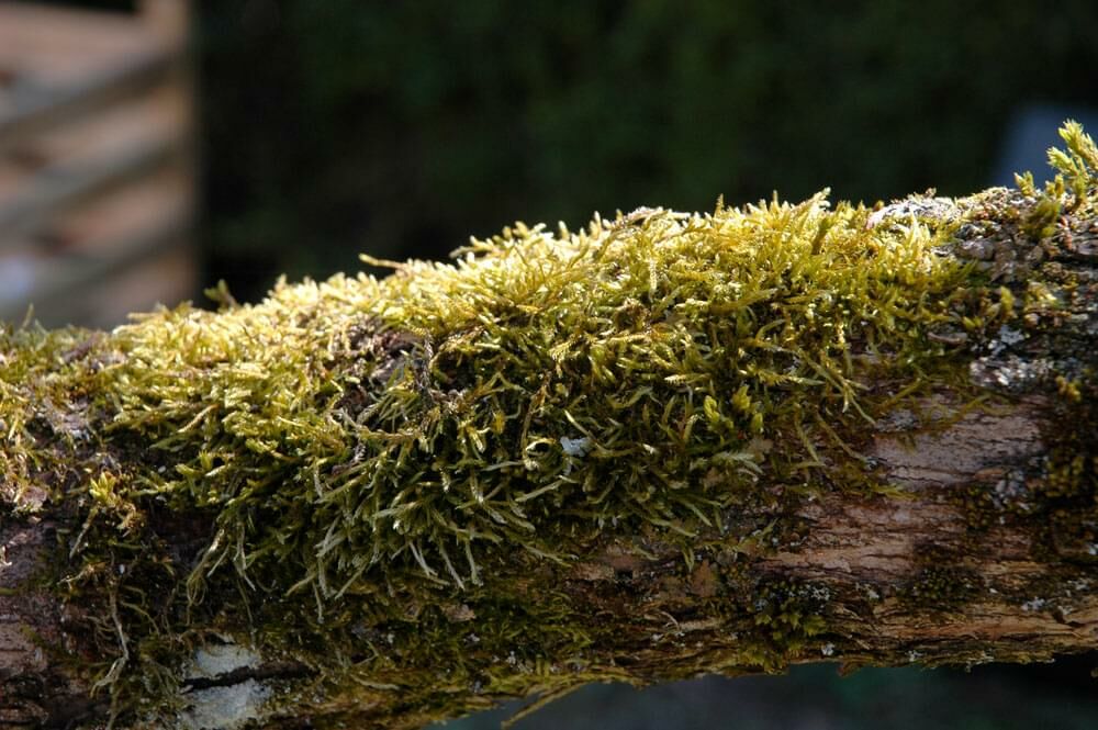 Testbild 4 Horizontales Bild von einem bemoosten Ast