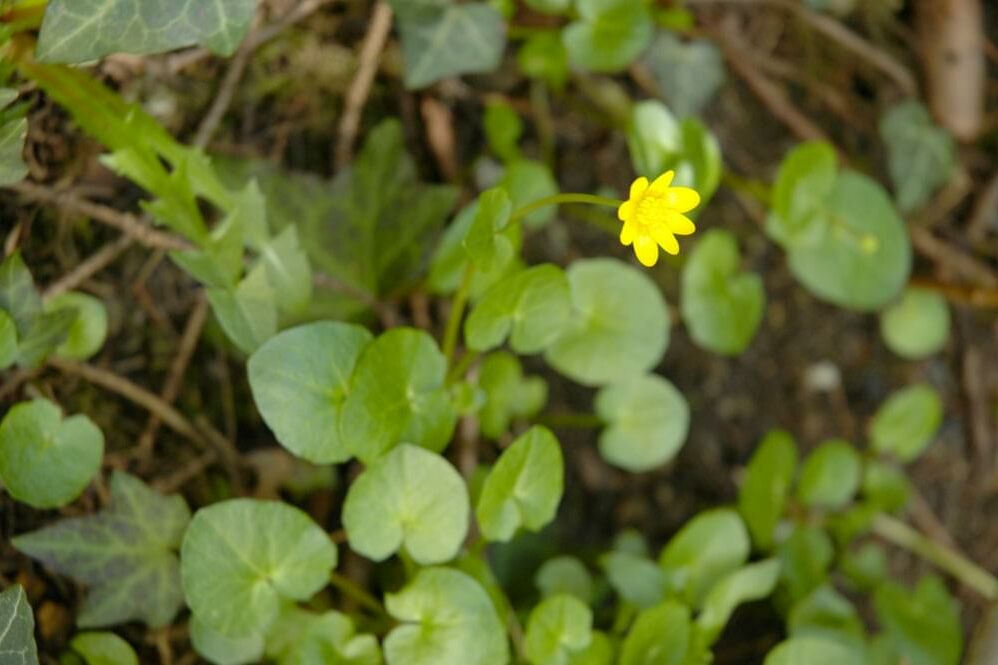 Bild einer einzelnen Gelben Blume