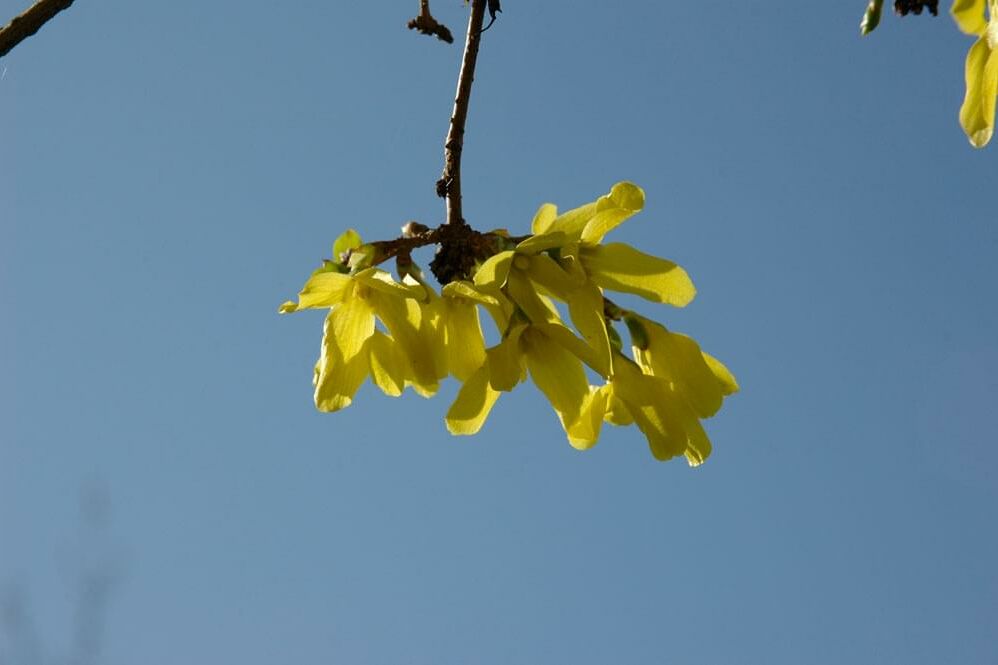 Bild einer gelben Blume