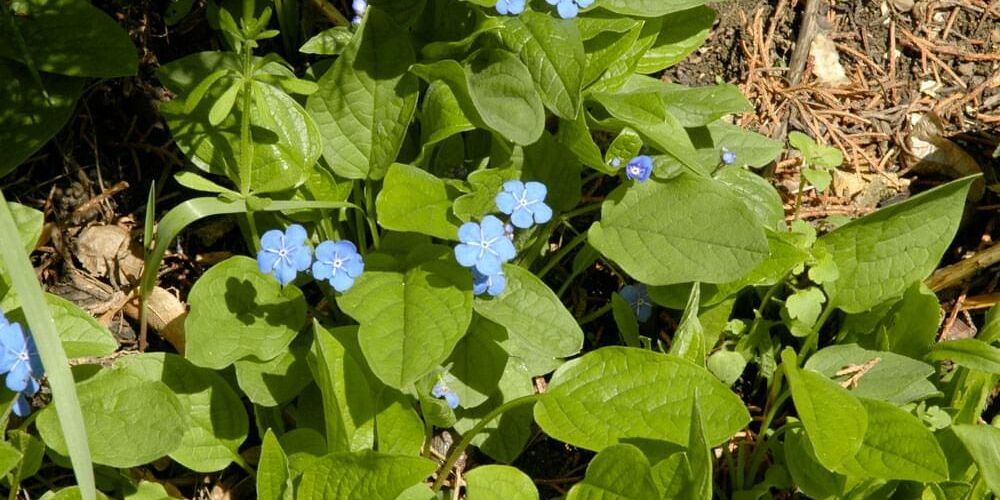 Blaue Blumen 1